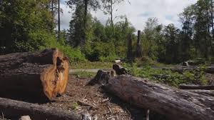 Best Tree Mulching  in White Haven, PA