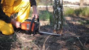 How Our Tree Care Process Works  in  White Haven, PA
