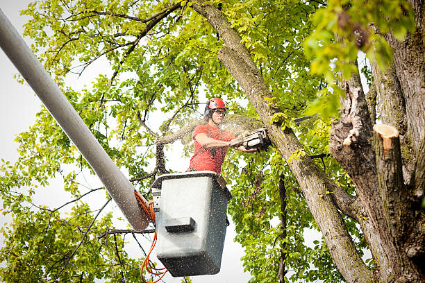 Best Hazardous Tree Removal  in White Haven, PA