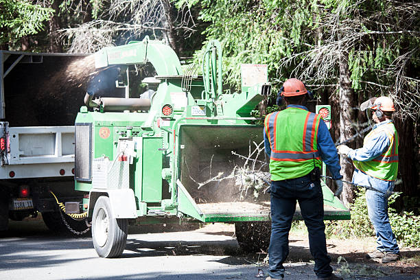 White Haven, PA Tree Care Company