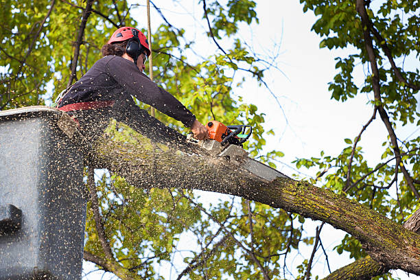 Best Fruit Tree Pruning  in White Haven, PA
