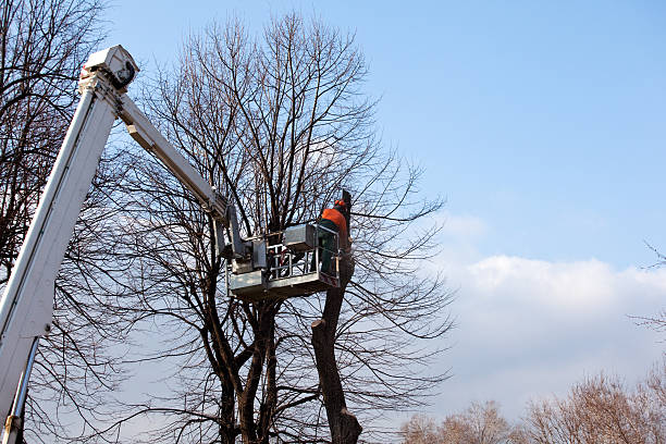 Best Tree Health Inspection  in White Haven, PA